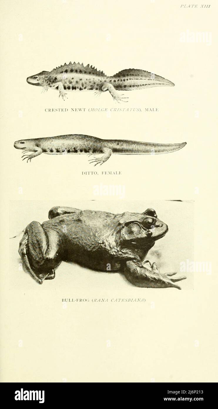 Crested Newt (Molge cristatus), männlich und weiblich. Bullenfrosch (Rana catesbiana) aus dem Buch ' Reptilien, Amphibia, Fishes and lower chordata ' von Joseph Thomas Cunningham, Richard Lydekker, George Albert Boulenger, John Arthur Thomson, Erscheinungsdatum 1912 Verlag London : Methuen Stockfoto