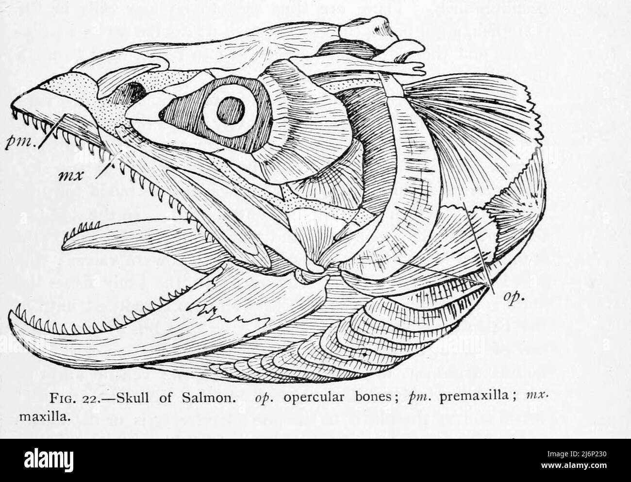 Schädel von Lachs aus dem Buch ' Reptilien, Amphibia, Fishes and lower chordata ' von Joseph Thomas Cunningham, Richard Lydekker, George Albert Boulenger, John Arthur Thomson, Erscheinungsdatum 1912 Verlag London : Methuen Stockfoto