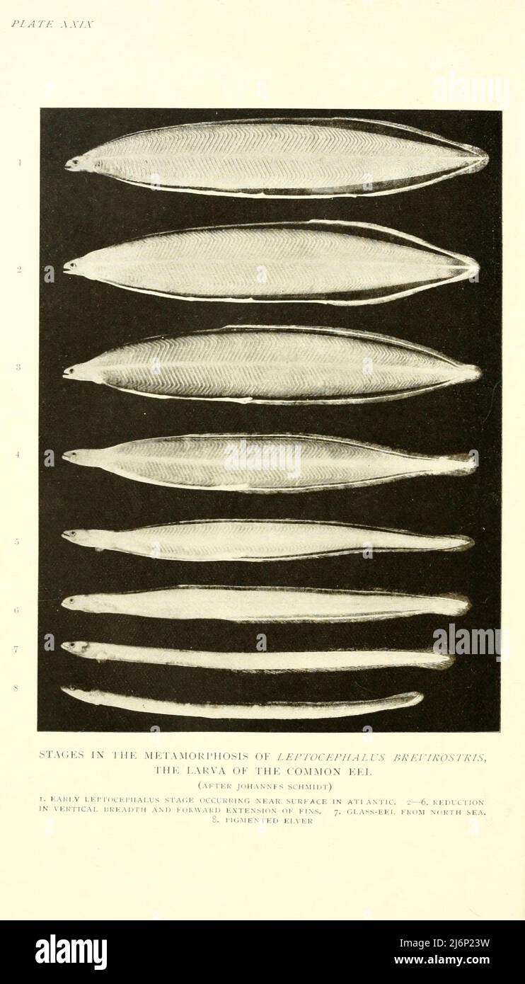 Stages in the Metamorphosis of Leptocephalus brevirostris, the Larva of the Common Eel from the book ' Reptiles, Amphija, fishes and lower chordata ' by Joseph Thomas Cunningham, Richard Lydekker, George Albert Boulenger, John Arthur Thomson, Publication date 1912 Publisher London : Methuen Stockfoto