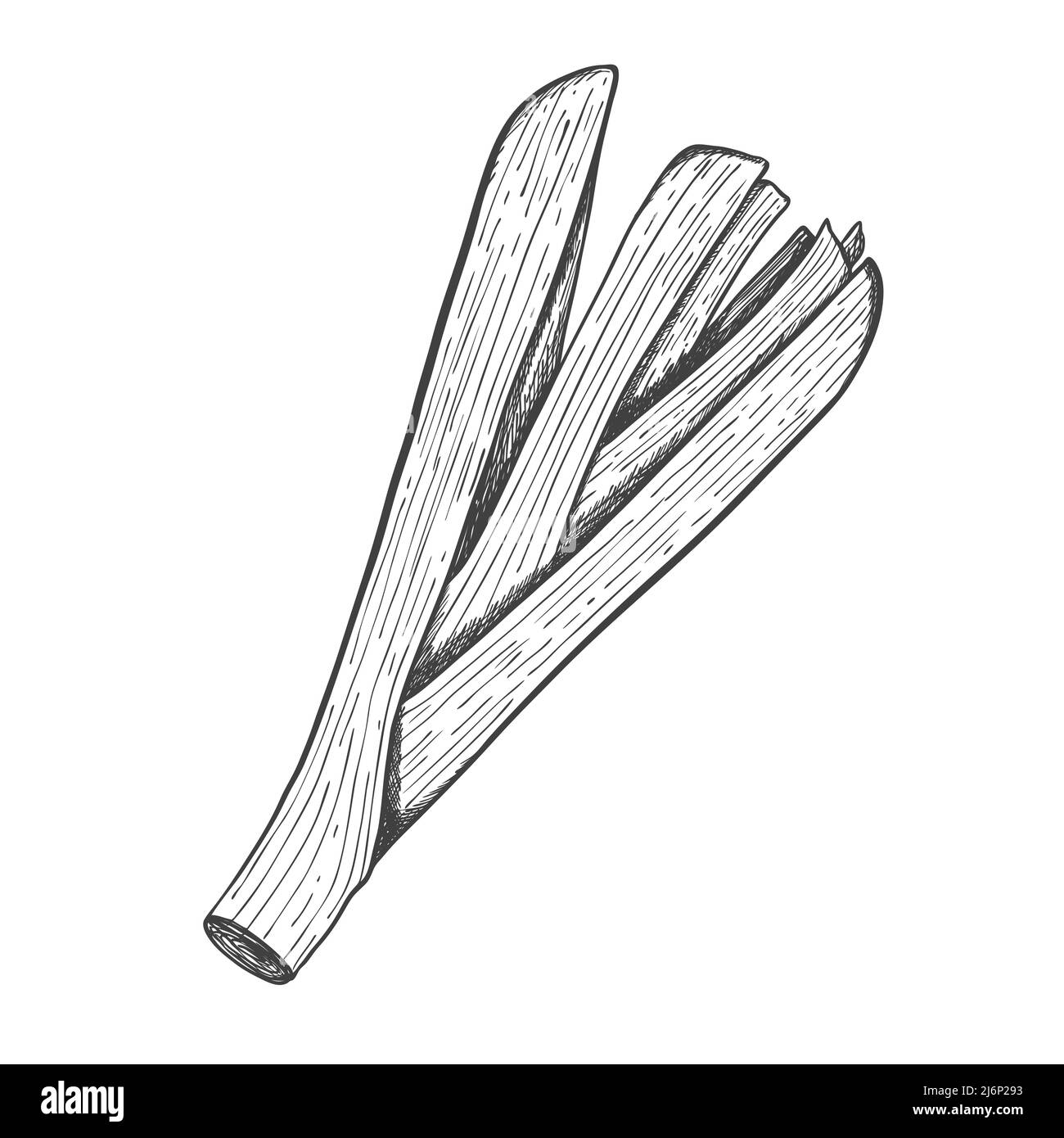 Skizze der Knoblauchblätter. Essen skizzieren. Grüner Teil des Knoblauchs. Für Menügestaltung, Rezepte und Kochzeitschriften. Schwarz-Weiß-Vektorgrafik. H Stock Vektor