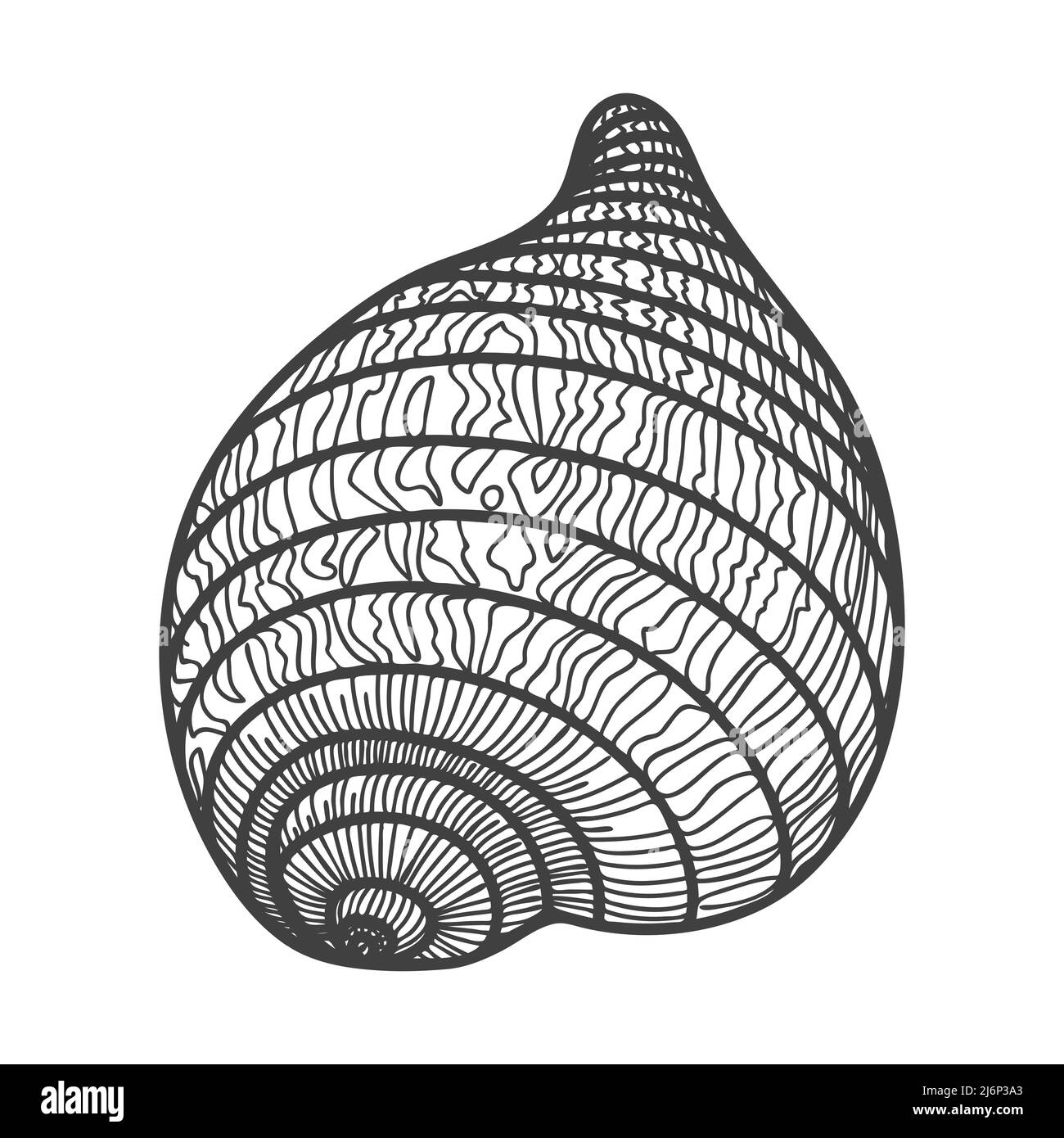 Handgezeichnete Muscheln. Leere spiralförmige feste Schale einer Muschel oder Schnecke. Skizzenstil, gravierte Zeichnung. Schwarz-weiße Illustration isoliert auf einer weißen BA Stock Vektor