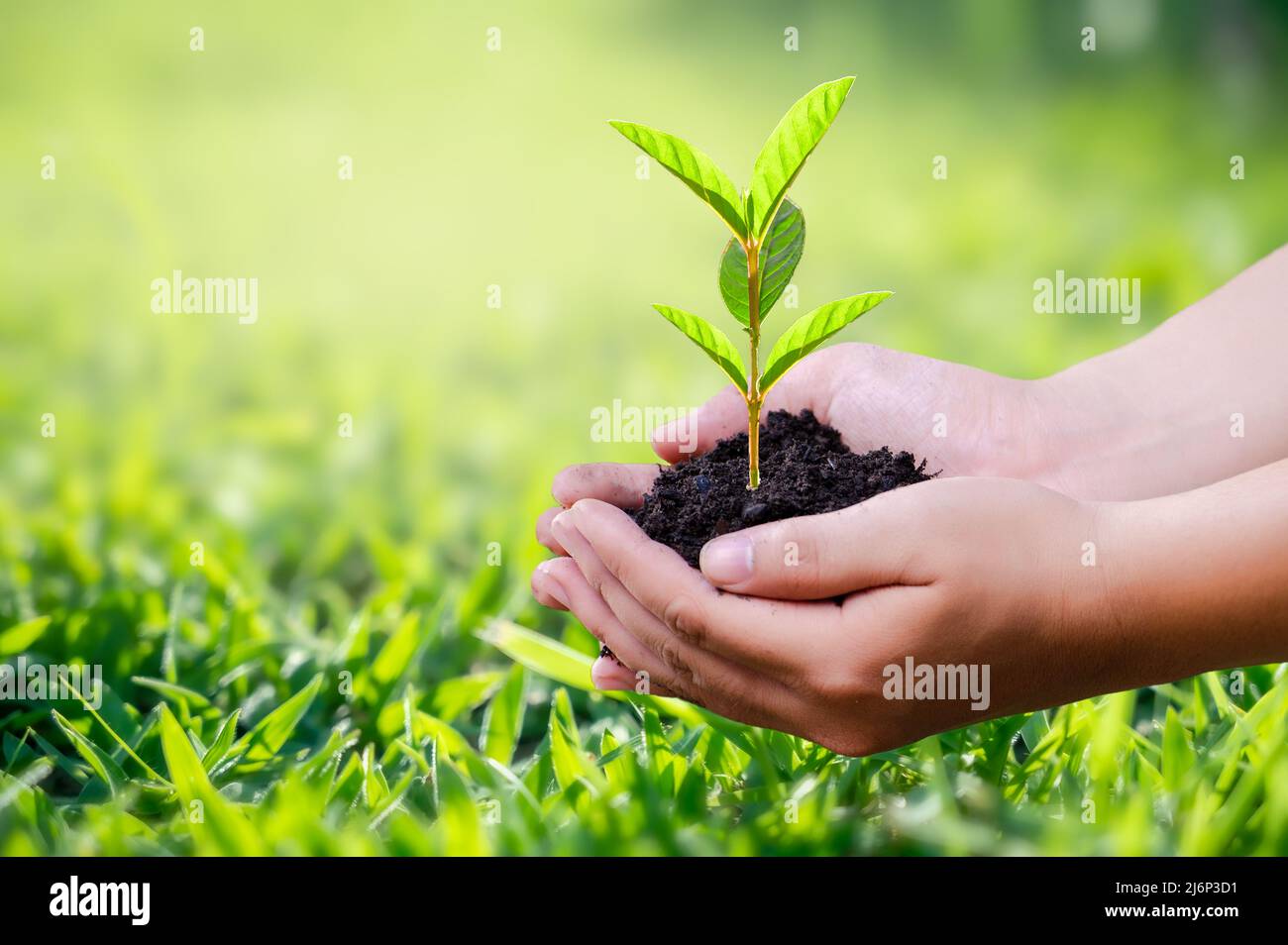Hand hält einen Herzbaum Umwelt Erde Tag Stockfoto