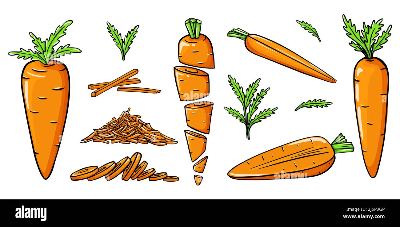 Leuchtend orange Karotten im Doodle-Stil. Sammlung von handgezeichneten Gemüse. Ganz, geschnitten, geschnitten, geriebt, mit Blättern. Elemente werden auf white.Co isoliert Stock Vektor