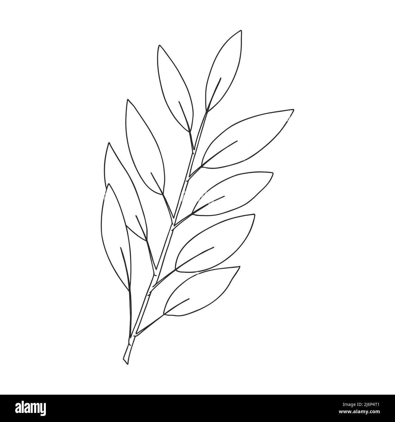Ein Zweig von Pflanzen mit Blättern auf dem Stamm. Botanisches Zierelement. Einfache Schwarz-Weiß-Vektordarstellung, von Hand gezeichnet, isoliert auf einem Weiß Stock Vektor