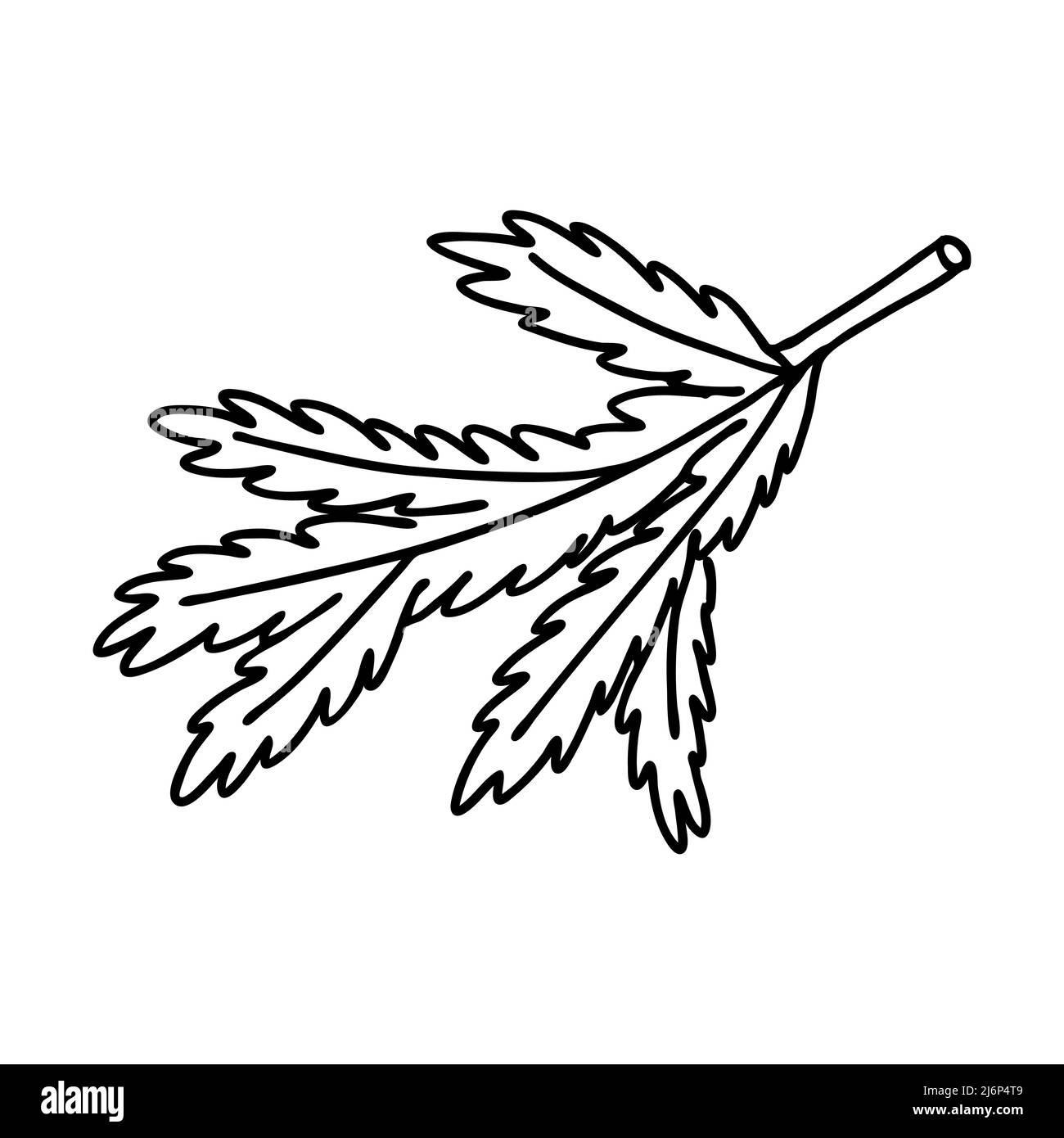 Fichtenzweig im Doodle-Stil. Die Skizze ist von Hand gezeichnet und auf weißem Hintergrund isoliert. Element des neuen Jahres und Weihnachten Design. Gliederungszeichnung. Stock Vektor