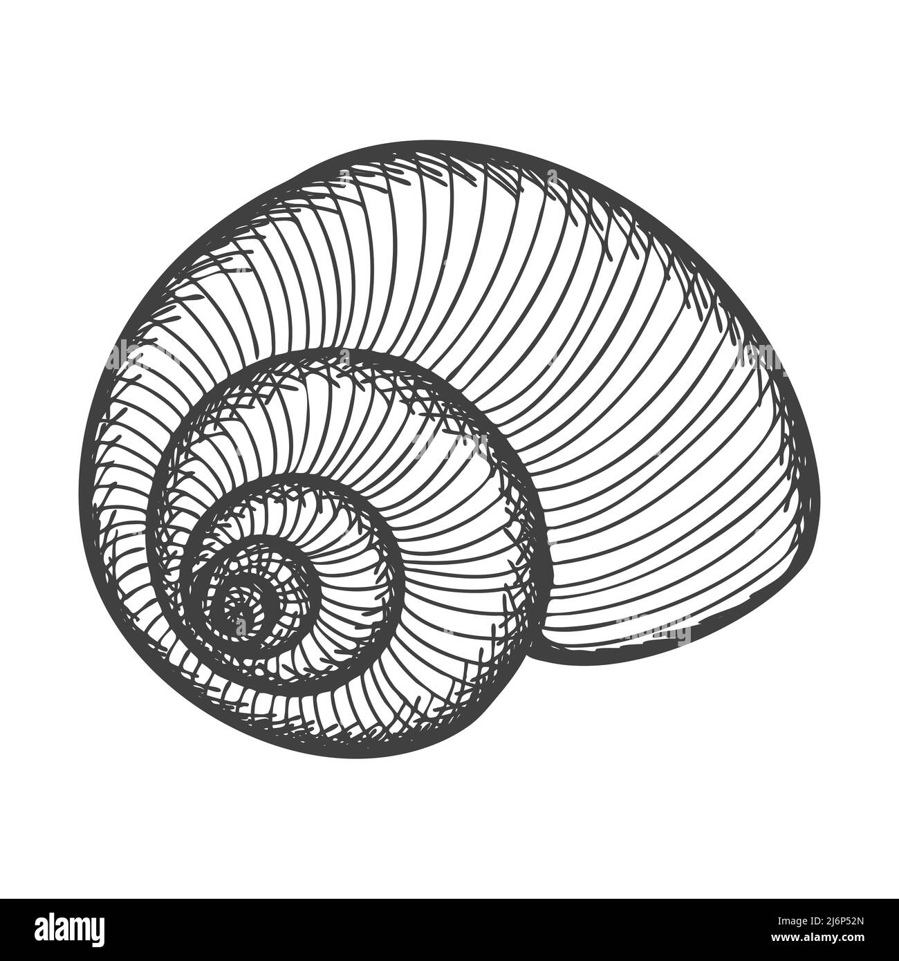 Handgezeichnete Muscheln. Leere spiralförmige feste Schale einer Muschel oder Schnecke. Skizzenstil, gravierte Zeichnung. Schwarz-weiße Illustration isoliert auf einer weißen BA Stock Vektor