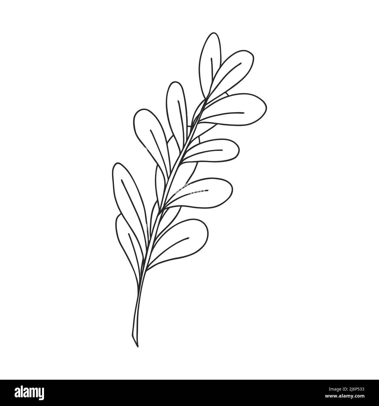 Ein Zweig aus runden Pflanzen mit Blättern am Stamm. Botanisches Gestaltungselement für Zeitschriften, Artikel und Broschüren. . Einfacher schwarz-weißer Vektor illustrat Stock Vektor