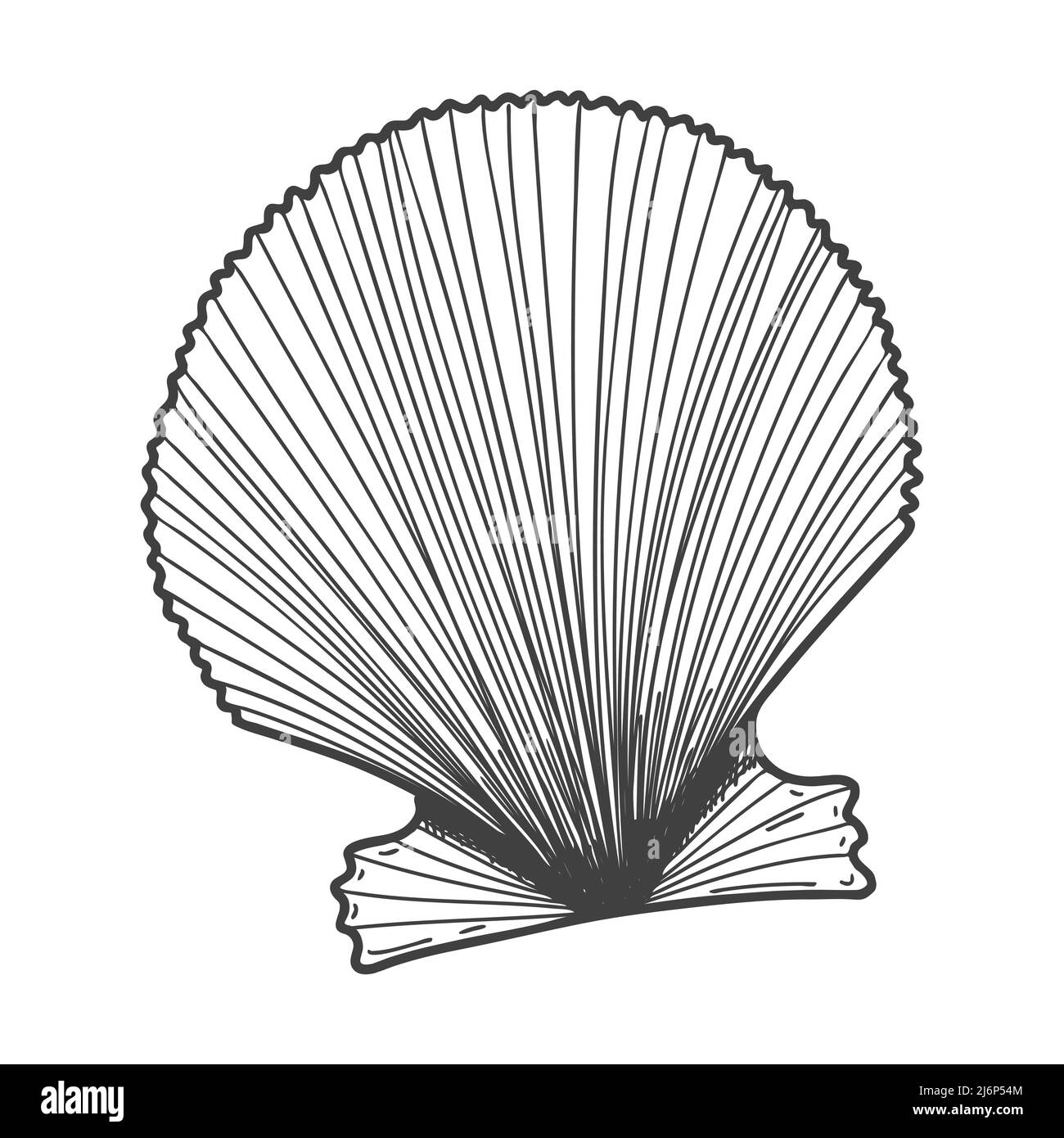 Handgezeichnete Muscheln. Eine leere, geschlossene, flache, ovale, feste Schale einer Weichtiere oder Schnecke. Skizzenstil, gravierte Zeichnung. Schwarz-Weiß-Darstellung iso Stock Vektor