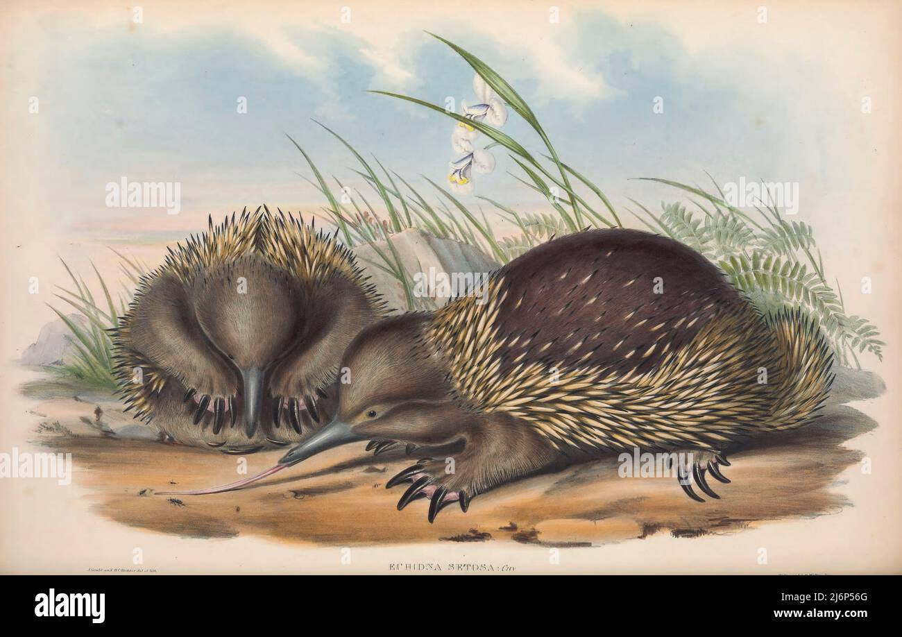 Die tasmanische Kurzschnabelechidna (Tachyglossus aculeatus setosus hier als Echidna setosa) ist eine Unterart der Kurzschnabelechidna, die in Tasmanien endemisch ist. Natural History Artwork aus dem Buch "The Mammals of Australia" von John Gould, 1804-1881 Erscheinungsdatum 1863 Verlag London, gedruckt von Taylor und Francis, Pub. Vom Autor Band 1 (1863) Stockfoto