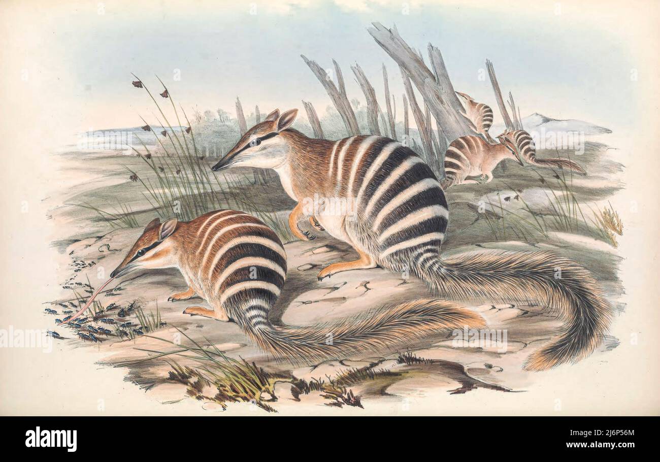 Der Numbat (Myrmecobius fasciatus), auch bekannt als Noombat oder Walpurti, ist ein insektives Beuteltier. Es ist tagaktiv und seine Ernährung besteht fast ausschließlich aus Termiten. Natural History Artwork aus dem Buch "The Mammals of Australia" von John Gould, 1804-1881 Erscheinungsdatum 1863 Verlag London, gedruckt von Taylor und Francis, Pub. Vom Autor Band 1 (1863) Stockfoto