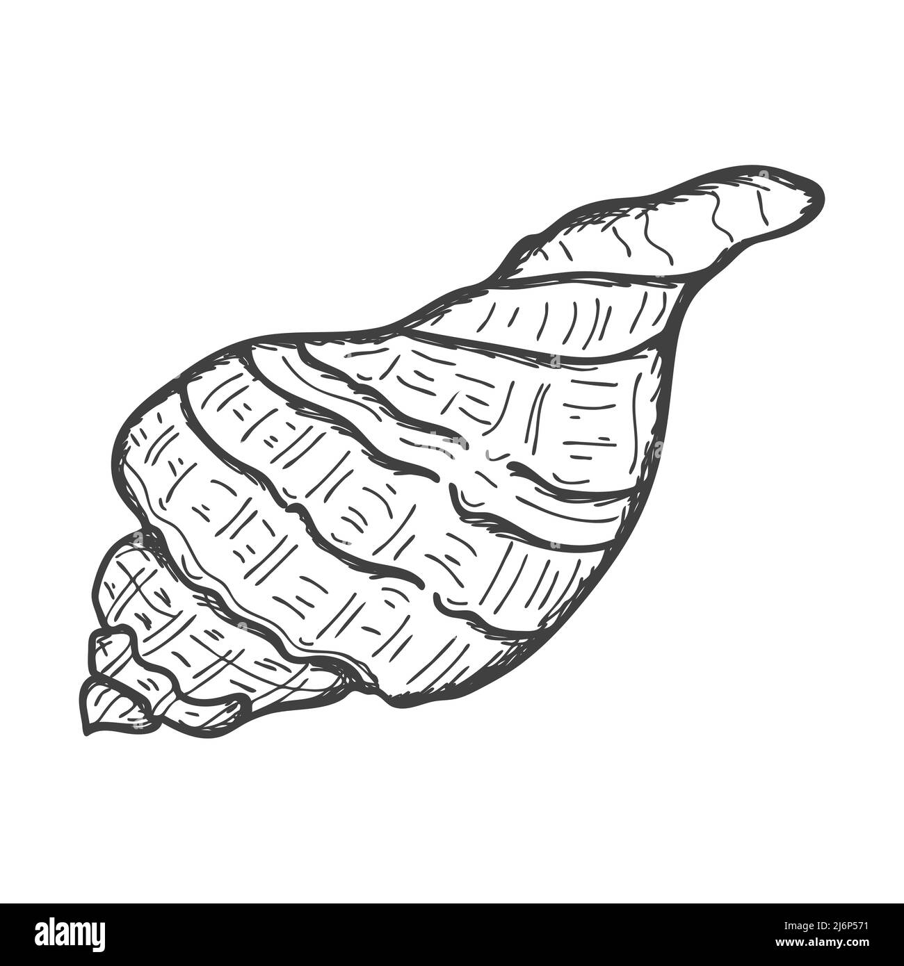 Handgezeichnete Muscheln. Leere spiralförmige feste Schale einer Muschel oder Schnecke. Skizzenstil, gravierte Zeichnung. Schwarz-weiße Illustration isoliert auf einer weißen BA Stock Vektor