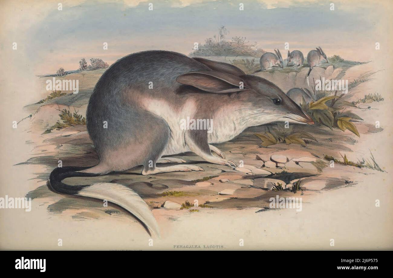Peragalea lagotis Macrotis ist eine Gattung wüstenbewohnter Beutelomnivore, die als Bilbies oder Kaninchen-Bandicoots bekannt sind;[3] Sie sind Mitglieder der Ordnung Peramelemorphia. Zur Zeit der europäischen Kolonisation Australiens gab es zwei Arten. Das kleinere Bilby wurde im Jahr 1950s ausgestorben; das größere Bilby überlebt, bleibt aber gefährdet. Sie ist derzeit als gefährdete Art gelistet. Er ist im Durchschnitt 55 cm (22 in) lang, ohne den Schwanz, der normalerweise etwa 29 cm (11 in) lang ist. Sein Fell ist in der Regel grau oder weiß, hat eine lange spitze Nase und sehr lange Ohren, daher verdient es seinen Spitznamen, die Stockfoto