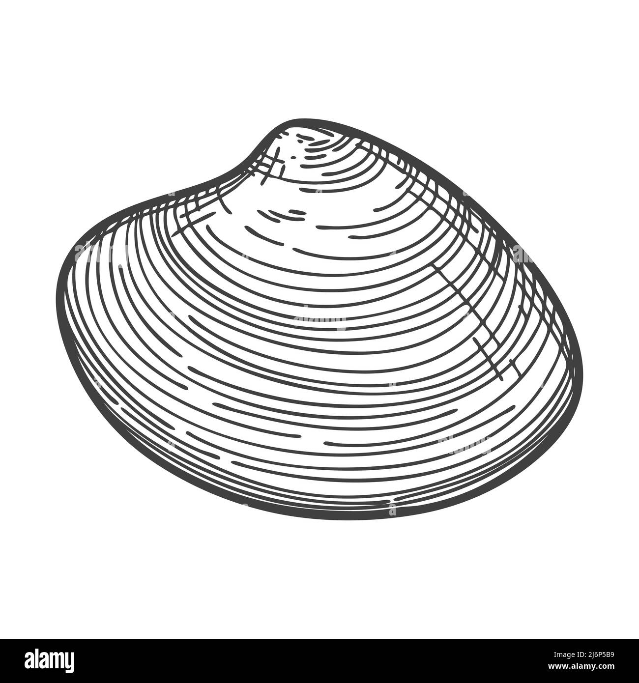 Handgezeichnete Muscheln. Eine leere, geschlossene, flache, ovale, feste Schale einer Weichtiere oder Schnecke. Skizzenstil, gravierte Zeichnung. Schwarz-Weiß-Darstellung iso Stock Vektor
