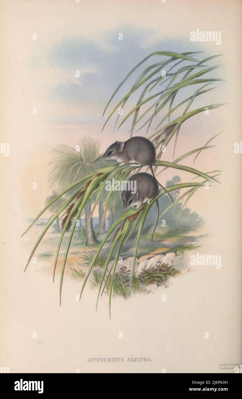 Antechinus albipes Antechinus ist eine Gattung kleiner, in Australien endemischer Dasyuridmarsupial. Sie ähneln Mäusen mit dem borstigen Fell von Spitzmäusen. Sie werden manchmal auch als Breitfüßige Beutelmäuse, Beutelmäuse, Routenratte oder Antechinus-Spitzmäuse bezeichnet. Diese gemeinsamen Namen werden jedoch entweder als regional oder archaisch angesehen, und der moderne gemeinsame Name für die Tiere ist Antechinus. Natural History Artwork aus dem Buch "The Mammals of Australia" von John Gould, 1804-1881 Erscheinungsdatum 1863 Verlag London, gedruckt von Taylor und Francis, Pub. Vom Autor Band 1 (1863) Stockfoto