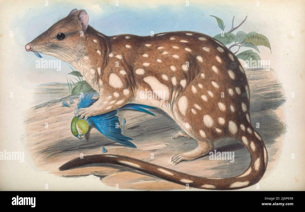 Das Tellerquoll (Dasyurus maculatus), auch bekannt als das Fleckendquoll, das Fleckendquoll, das Fleckendasyure, die einheimische Katze oder die Tigerkatze, ist ein fleischfressendes Beuteltier der in Australien heimischen Quollgattung Dasyurus. Mit Männchen und Weibchen mit einem Gewicht von etwa 3,5 bzw. 1,8 kg ist es das zweitgrößte fleischfressende Beuteltier der Welt hinter dem tasmanischen Teufel. Zwei Unterarten werden erkannt; der Nominat kommt in feuchten Wäldern im Südosten Australiens und Tasmaniens vor, und eine nördliche Unterart, D. M. gracilis, kommt in einem kleinen Gebiet im Norden von Queensland vor und ist gefährdet Stockfoto