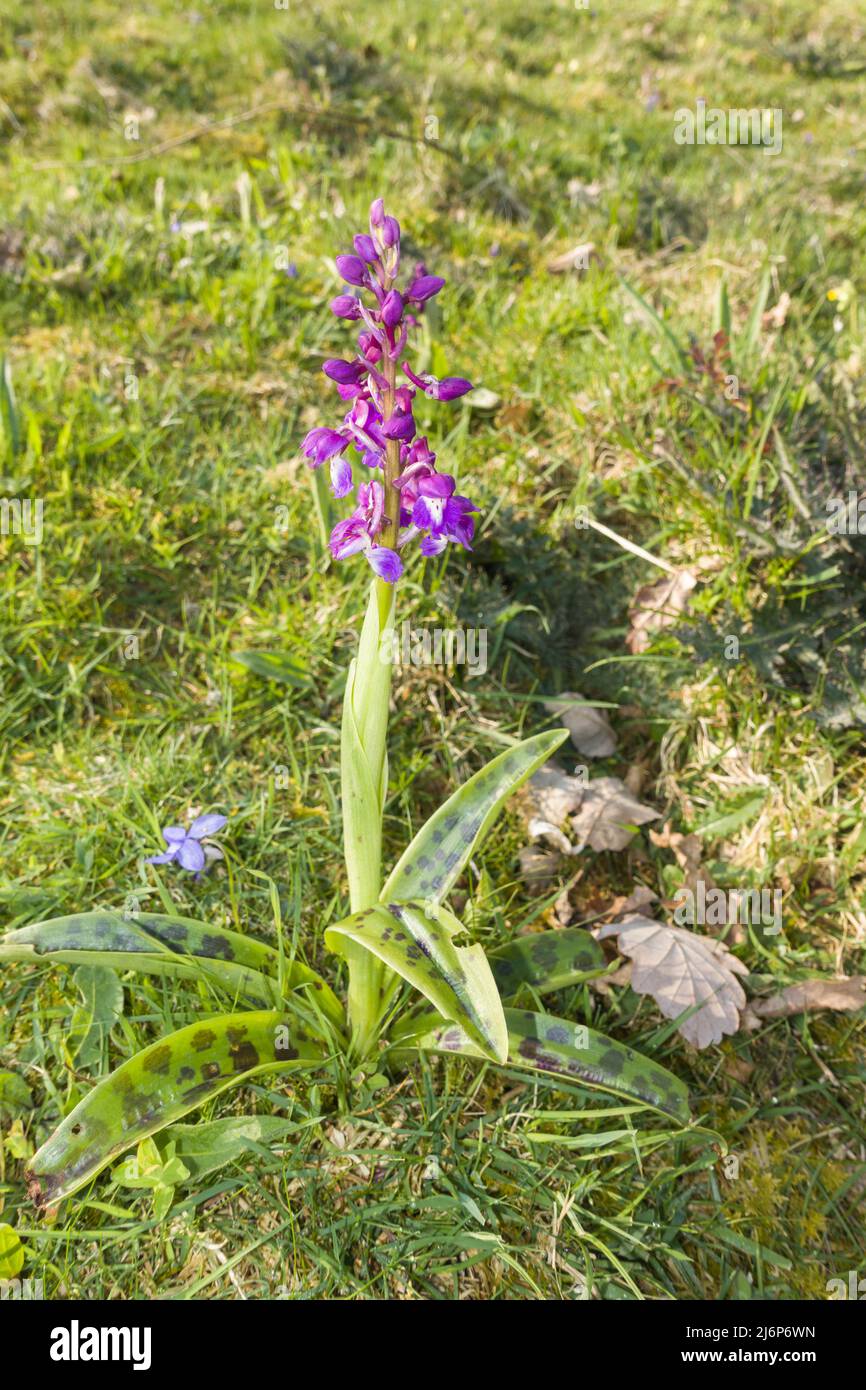 Early Purple Orchid (Orchis mascula) wächst auf einem Naturschutzgebiet in der Landschaft von Herefordshire in Großbritannien. April 2022. Stockfoto