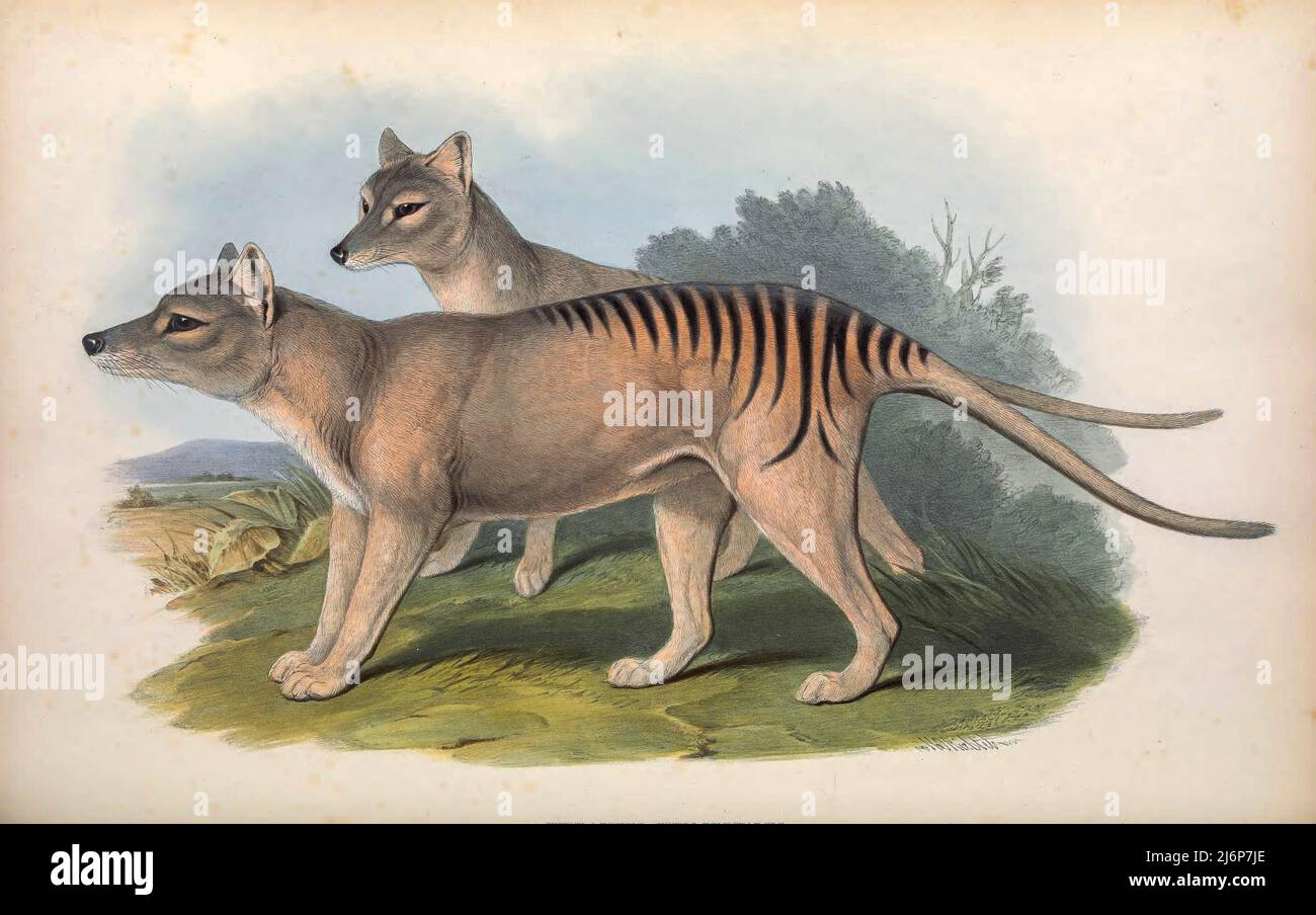 AUSGESTORBEN das Thylacin (Thylacinus cynocephalus) ist ein ausgestorbenes fleischfressendes Beuteltier, das auf dem australischen Festland und den Inseln Tasmanien und Neuguinea beheimatet war. Das letzte bekannte lebende Tier wurde 1930 in Tasmanien gefangen. Es ist allgemein bekannt als der Tasmanische Tiger Natural History Kunstwerk aus dem Buch "The Mammals of Australia" von John Gould, 1804-1881 Erscheinungsdatum 1863 Verlag London, gedruckt von Taylor und Francis, Pub. Vom Autor Band 1 (1863) Stockfoto