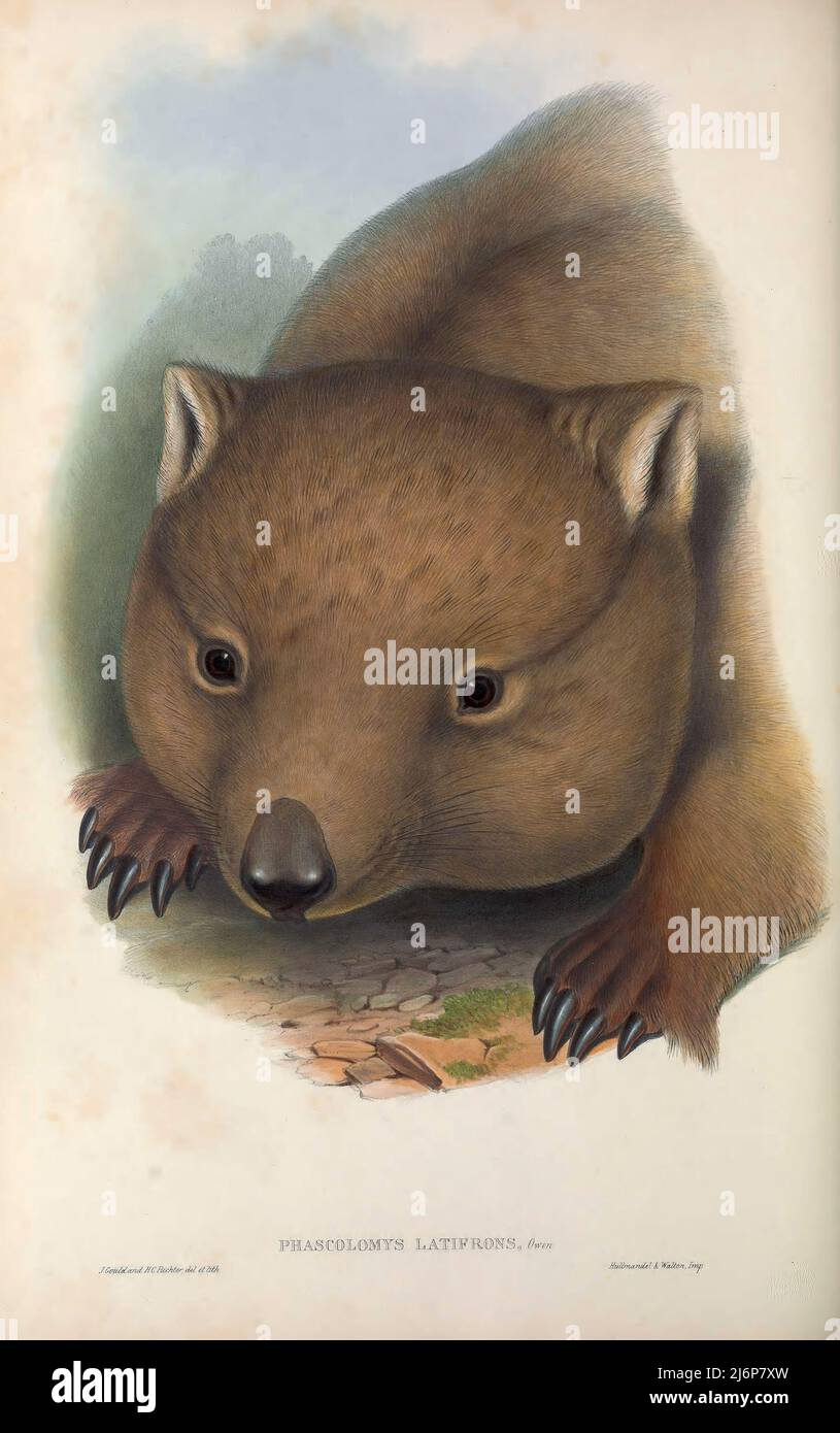 Der südliche Haarnasen-Wombat (Lasiorhinus latifrons hier als Phascolomys latifrons) ist eine von drei erhaltenen Wombats-Arten. Es ist in verstreuten Gebieten von semiaridem Gestrüpp und mallee von der östlichen Nullarbor-Ebene bis zum Grenzgebiet von New South Wales zu finden. Sie ist die kleinste von allen drei Wombat-Arten. Die Jungen überstehen oft die Trockenzeit nicht. Es ist das State Animal of South Australia Natural History Kunstwerk aus dem Buch "The Mammals of Australia" von John Gould, 1804-1881 Erscheinungsdatum 1863 Verlag London, gedruckt von Taylor und Francis, Pub. Vom Autor Band 1 (1863) Stockfoto