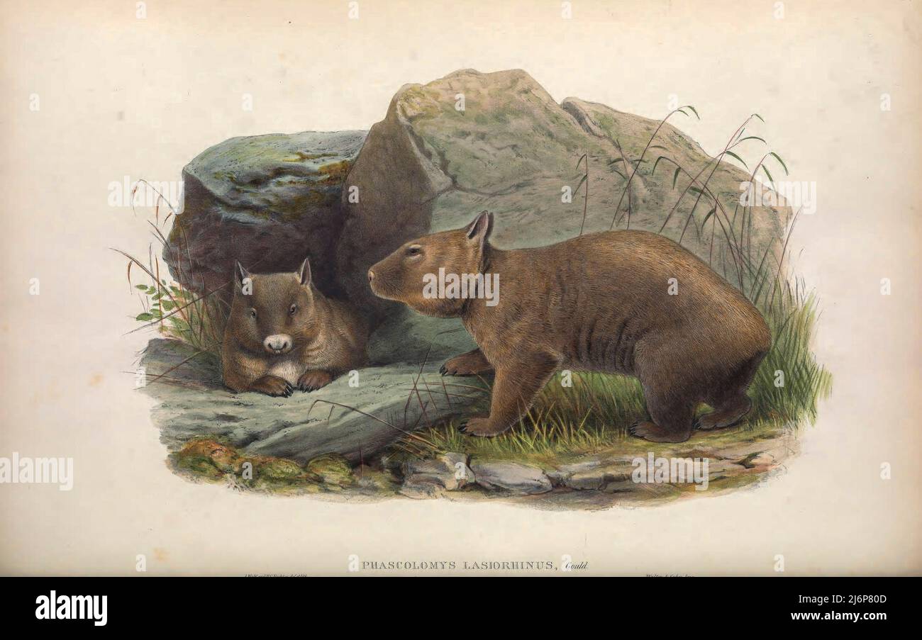 Der nördliche HaarnasenWombat (Lasiorhinus krefftii, hier als