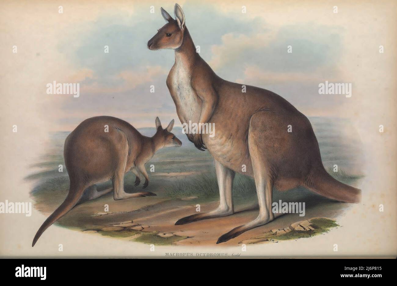 Das westliche graue Känguru (Macropus fuliginosus) [hier als West-Anstralian Great Känguru (Macropus ocydromus)], auch als westliches graues Riesenkänguru, Schwarzgesichtes Känguru, mallee Känguru, Und das rußige Känguru[4] ist ein großes und sehr häufiges Känguru, das fast im gesamten südlichen Teil Australiens, von südlich der Shark Bay über die Küsten Westaustraliens und Südaustraliens bis ins westliche Victoria und im gesamten Murray-Darling-Becken in New South Wales und Queensland, gefunden wird. Naturhistorisches Kunstwerk aus dem Buch „The Mammals of Australia“ von John Gould, 1804-1881 Publica Stockfoto