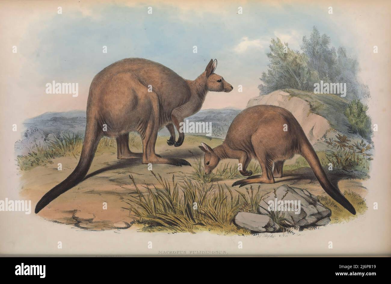 Das westliche graue Känguru (Macropus fuliginosus), auch als westliches graues Riesenkänguru bezeichnet, das schwarze Känguru, das mallee-Känguru, Und das rußige Känguru[4] ist ein großes und sehr häufiges Känguru, das fast im gesamten südlichen Teil Australiens, von südlich der Shark Bay über die Küsten Westaustraliens und Südaustraliens bis ins westliche Victoria und im gesamten Murray-Darling-Becken in New South Wales und Queensland, gefunden wird. Natural History Artwork aus dem Buch "The Mammals of Australia" von John Gould, 1804-1881 Erscheinungsdatum 1863 Verlag London, gedruckt von Taylor und Francis Stockfoto