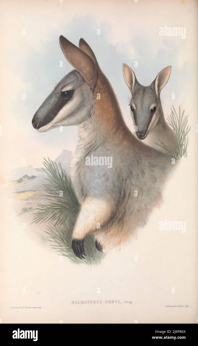 AUSGESTORBEN das Nacktwallaby oder Gray's Wallaby (Notamacropus greyi hier als Halmaturus greyi) ist eine ausgestorbene Wallaby-Art aus dem Südosten Südaustraliens und dem Südwesten Victorias. Natural History Artwork aus dem Buch "The Mammals of Australia" von John Gould, 1804-1881 Erscheinungsdatum 1863 Verlag London, gedruckt von Taylor und Francis, Pub. Vom Autor Band 2 (1863) Stockfoto