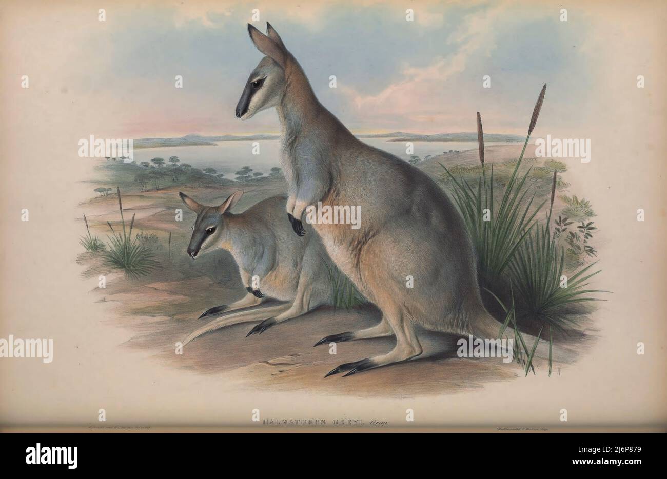 AUSGESTORBEN das Nacktwallaby oder Gray's Wallaby (Notamacropus greyi hier als Halmaturus greyi) ist eine ausgestorbene Wallaby-Art aus dem Südosten Südaustraliens und dem Südwesten Victorias. Natural History Artwork aus dem Buch "The Mammals of Australia" von John Gould, 1804-1881 Erscheinungsdatum 1863 Verlag London, gedruckt von Taylor und Francis, Pub. Vom Autor Band 2 (1863) Stockfoto