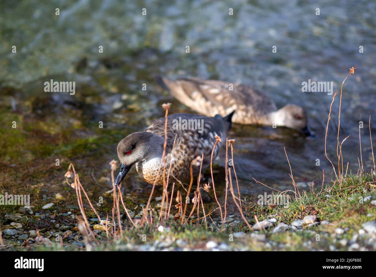 Patagonien im Herbst Stockfoto