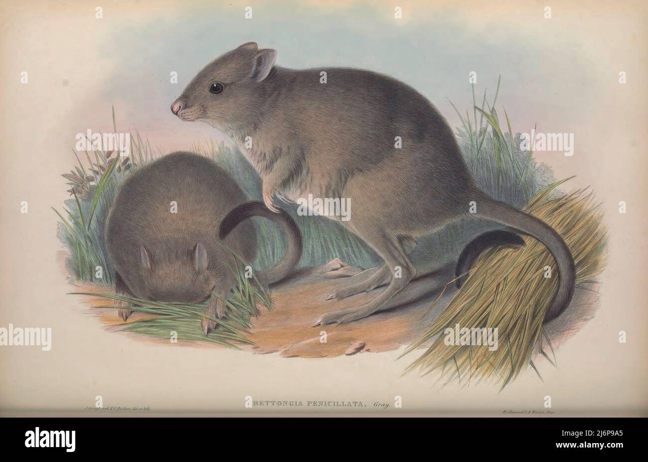 Der Wollie- oder Pinselschwanzbettong (Bettongia penicillata) [hier als Jerboa-Kangaroo] ist ein äußerst seltenes, kleines Beuteltier, das zur Gattung Bettongia gehört und in Australien endemisch ist. Es gibt zwei Unterarten: B. p. ogilbyi und die jetzt ausgestorbene B. p. penicillata. Natural History Artwork aus dem Buch "The Mammals of Australia" von John Gould, 1804-1881 Erscheinungsdatum 1863 Verlag London, gedruckt von Taylor und Francis, Pub. Vom Autor Band 2 (1863) Stockfoto
