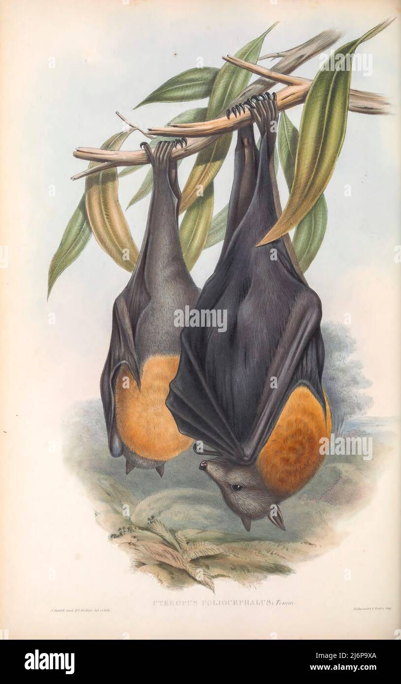 Der grauhaarige Flughund (Pteropus poliocephalus) ist ein in Australien heimischer Megabat. Die Art teilt sich das australische Festland mit drei anderen Mitgliedern der Gattung Pteropus: Dem kleinen roten P. scapulatus, dem spektakulären P. auffallillatus und dem schwarzen P. alecto. Der grauhaarige Flughund ist die größte Fledermaus in Australien. Natural History Artwork aus dem Buch "The Mammals of Australia" von John Gould, 1804-1881 Erscheinungsdatum 1863 Verlag London, gedruckt von Taylor und Francis, Pub. Vom Autor Band 3 (1863) Stockfoto