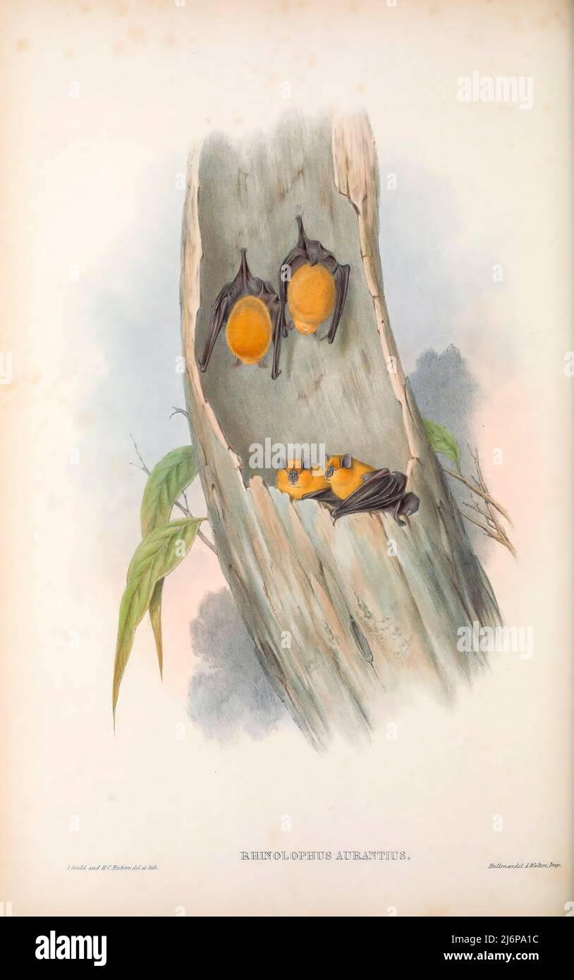 Die orangefarbene Blattnasenfledermaus (Rhinonicteris aurantia) [Orange Horse-Shoe bat] ist eine Fledermaus aus der Familie der Hipposideridae.[3] Sie ist die einzige lebende Art der Gattung Rhinonicteris, die in Australien endemisch ist und im hohen Norden und Nordwesten des Kontinents vorkommt. Sie brüten in Höhlen, fressen Motten und sind empfindlich gegenüber menschlichen Einbrüchen. Natural History Artwork aus dem Buch "The Mammals of Australia" von John Gould, 1804-1881 Erscheinungsdatum 1863 Verlag London, gedruckt von Taylor und Francis, Pub. Vom Autor Band 3 (1863) Stockfoto