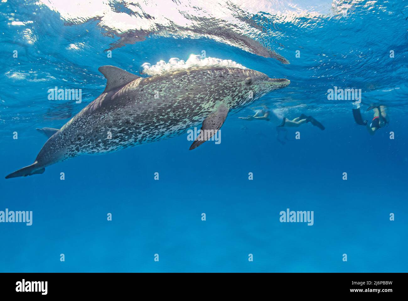 Schnorchler schwimmen mit atlantischen Delfinen (Stenella frontalis), Grand Bahama, Bahamas, Karibik Stockfoto