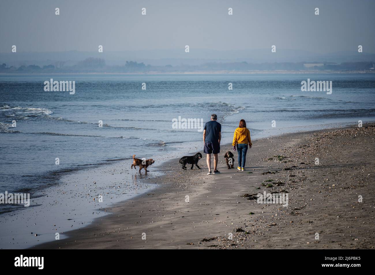 Die Rückansicht eines Paares, das an einem hellen Tag mit seinen Hunden an einem einsamen Strand entlang läuft. Stockfoto