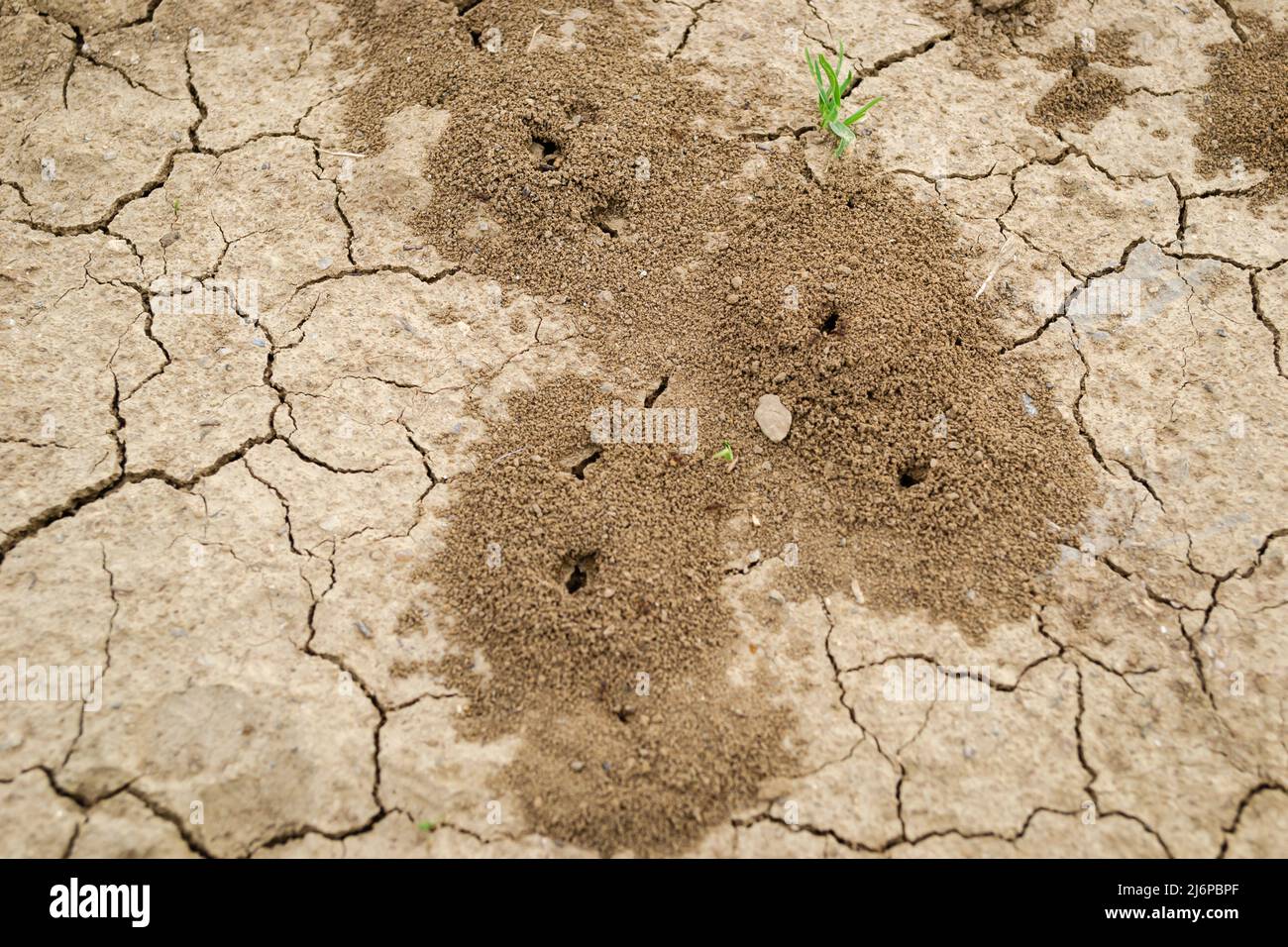 Bild eines Ameisenbands, der in Nahaufnahme in den Boden gebaut wurde. Stockfoto