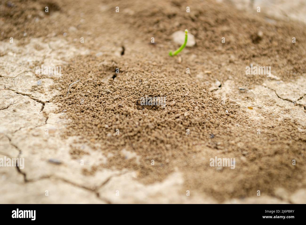 Bild eines Ameisenbands, der in Nahaufnahme in den Boden gebaut wurde. Stockfoto