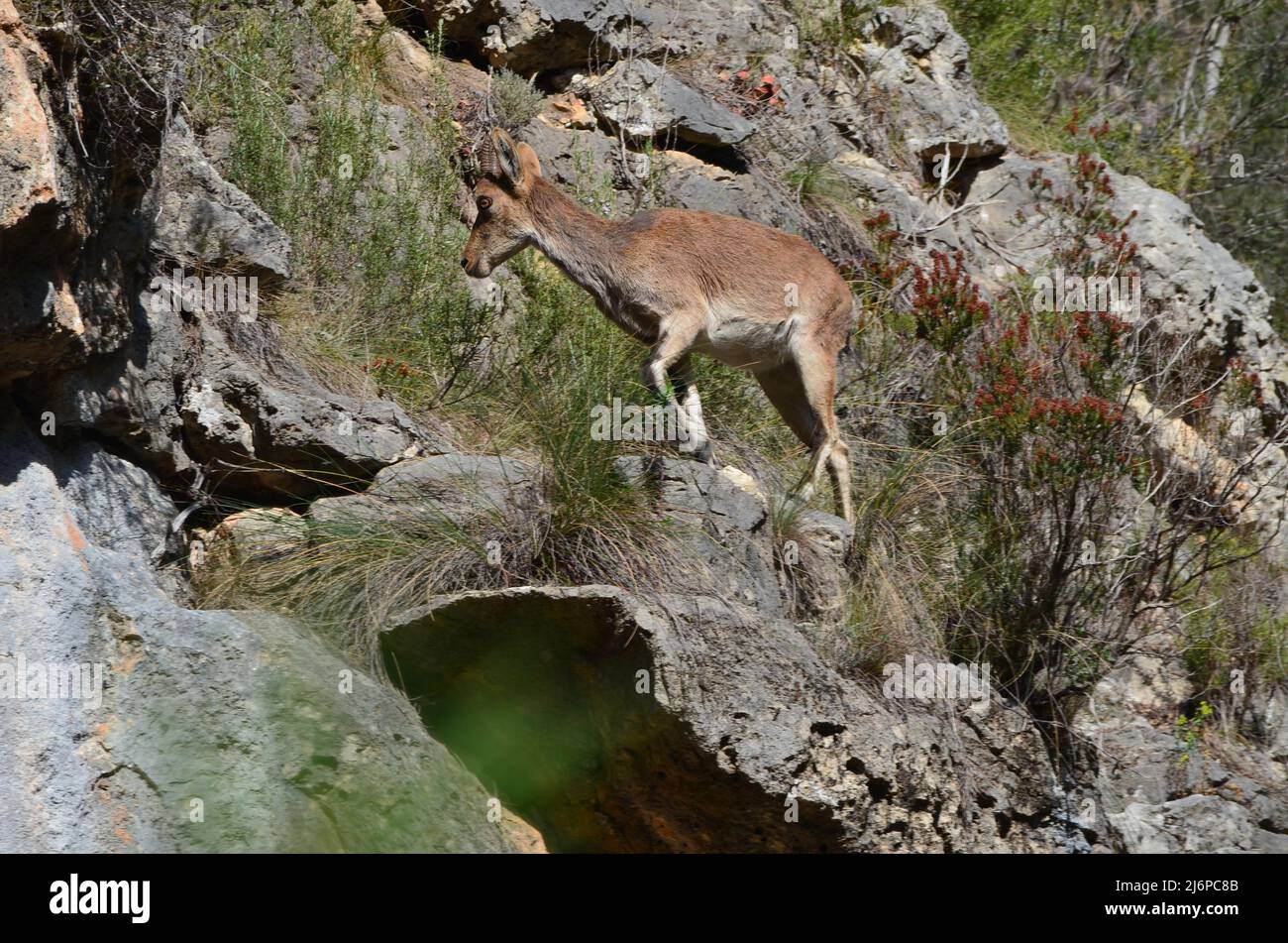 Ein junger iberischer Steinbock (Capra pyrenaica hispanica) in den Bergen des Caroig-Massivs, Region Valencia (Ostspanien) Stockfoto