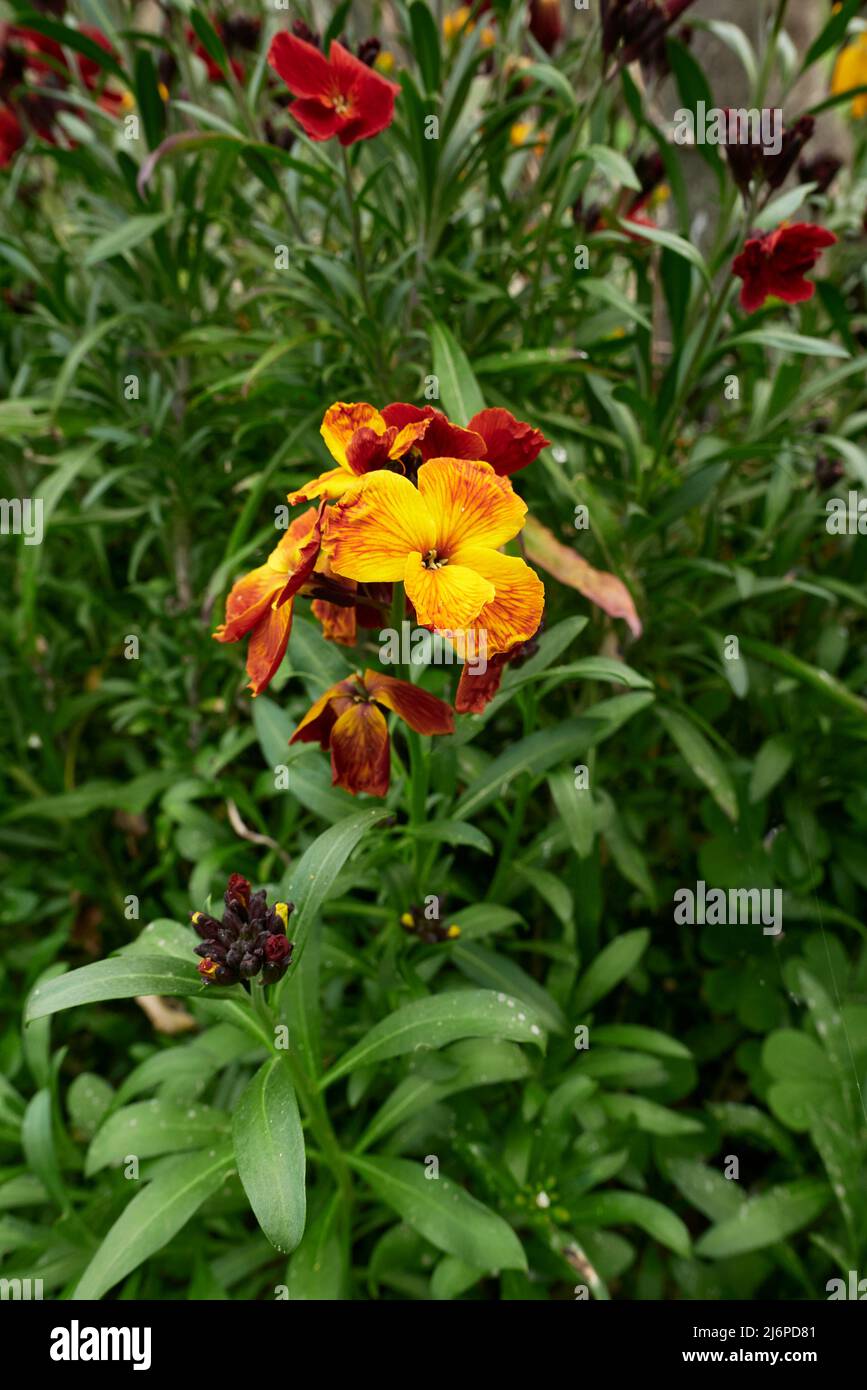 Erysimum cheiri farbenfrohe Blumen Stockfoto