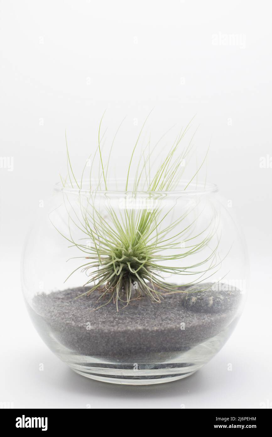 Tillandsia Andreana in einem Glasterrarium mit schwarzem Sand. Stockfoto