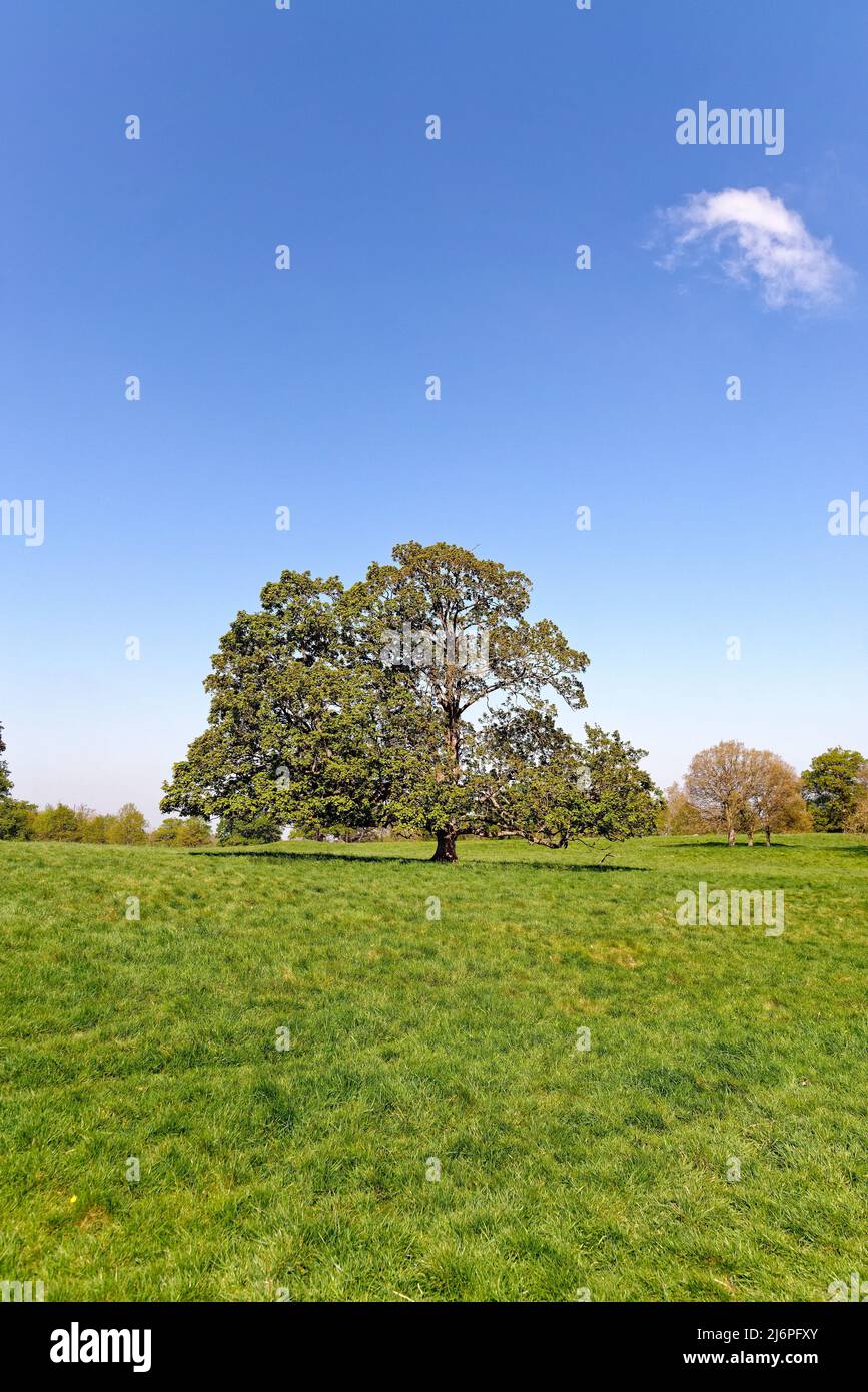 Eichen, quercus robur, die in einer idyllischen ländlichen britischen Landschaft in den Surrey Hills, England, zum Blatt kommen Stockfoto