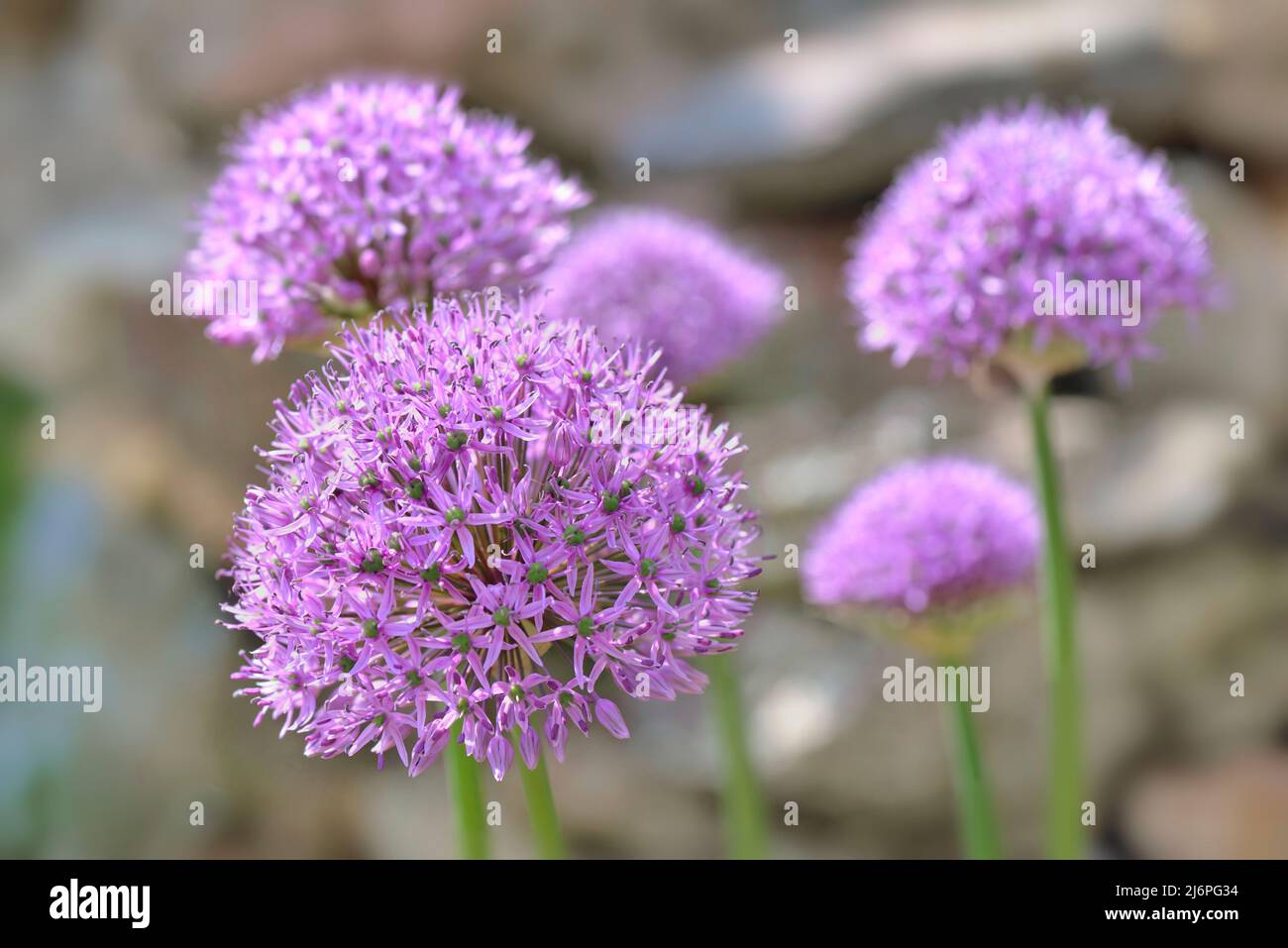 Nahaufnahme der rosa runden Blume des Zierknoblauchs, die im Garten blomt Stockfoto