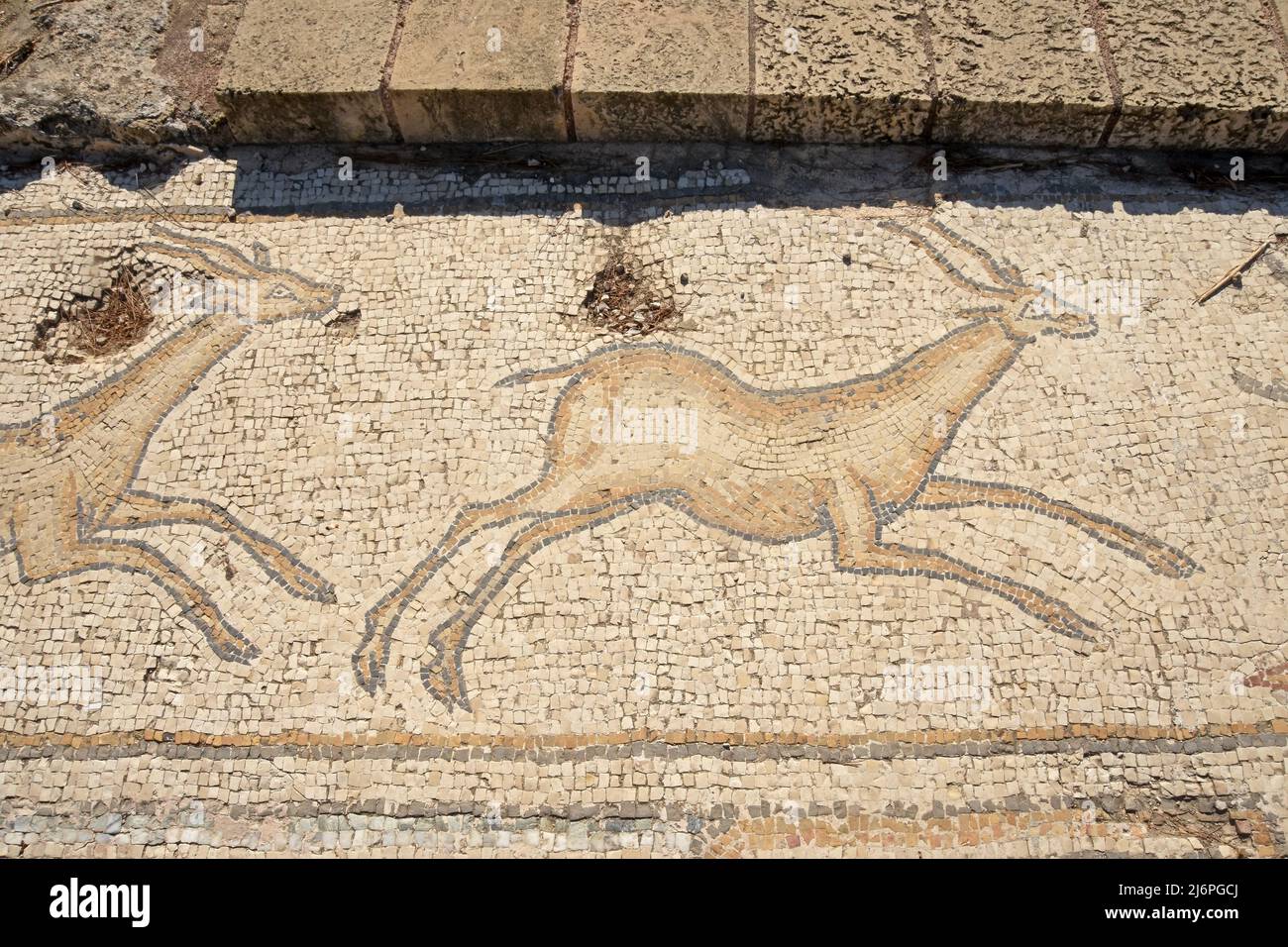 Vogelmosaik, antiker byzantinischer Palastmosaikboden in Caesarea, Israel Stockfoto