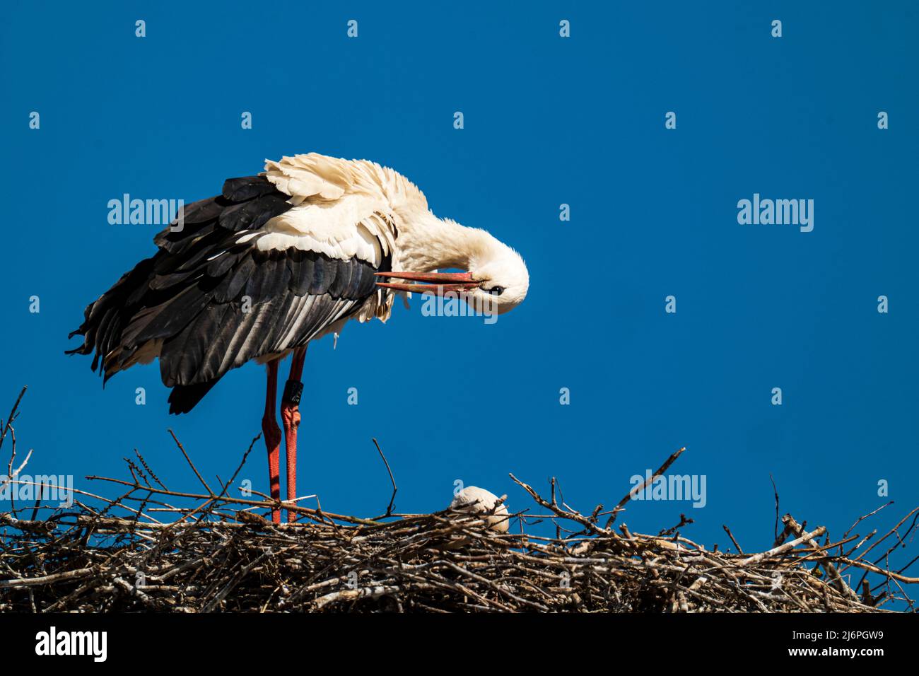 Der Storch reinigt sein Gefieder im Nest Stockfoto