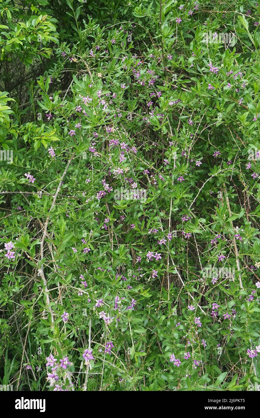 Chinesische Wolfbeere, Himalaya-Goji, Gemeiner Bocksdorn, gewöhnlicher Bocksdorn, Lycium barbarbarum, Ördögcérna, Ungarn, Europa Stockfoto