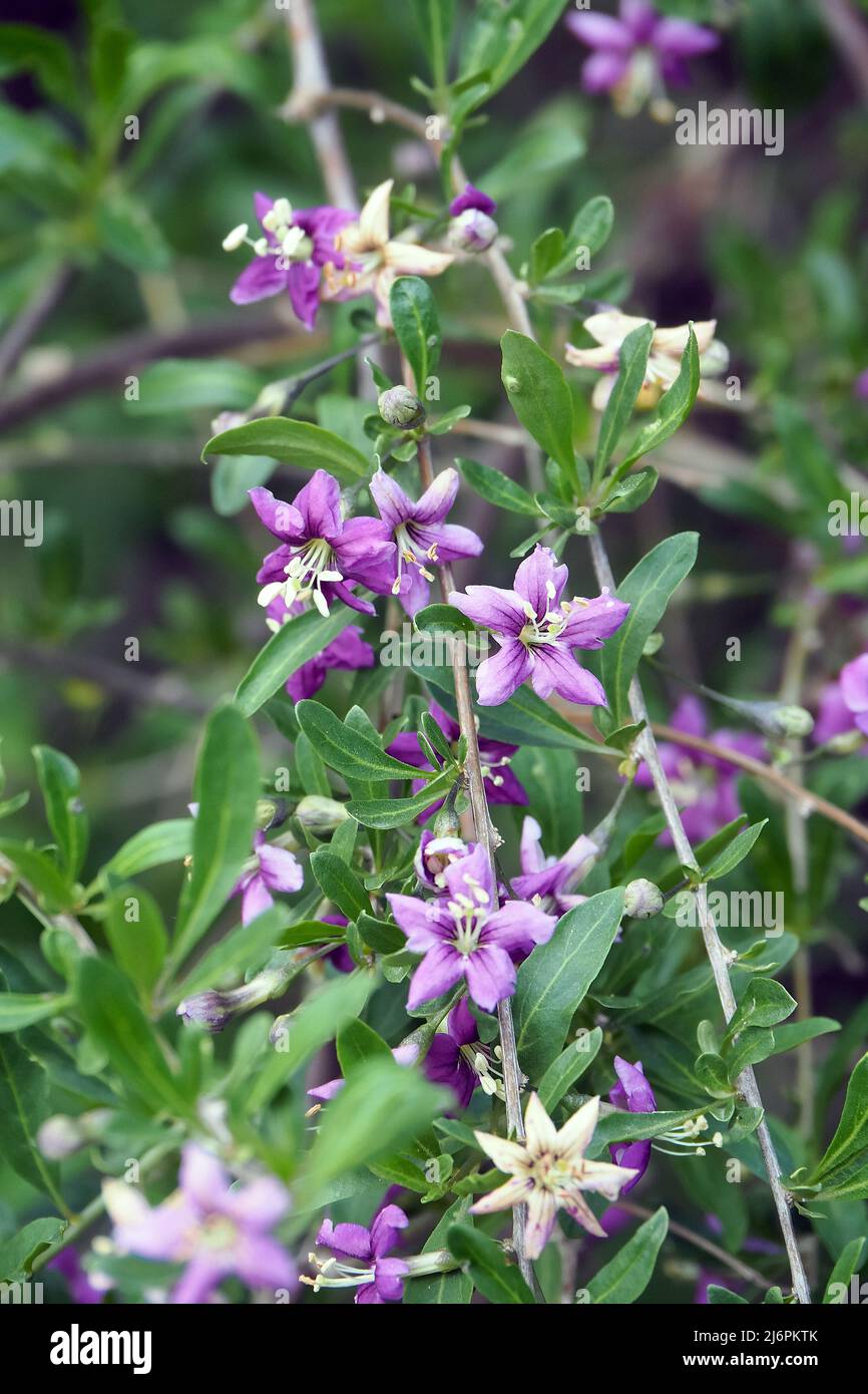 Chinesische Wolfbeere, Himalaya-Goji, Gemeiner Bocksdorn, gewöhnlicher Bocksdorn, Lycium barbarbarum, Ördögcérna, Ungarn, Europa Stockfoto