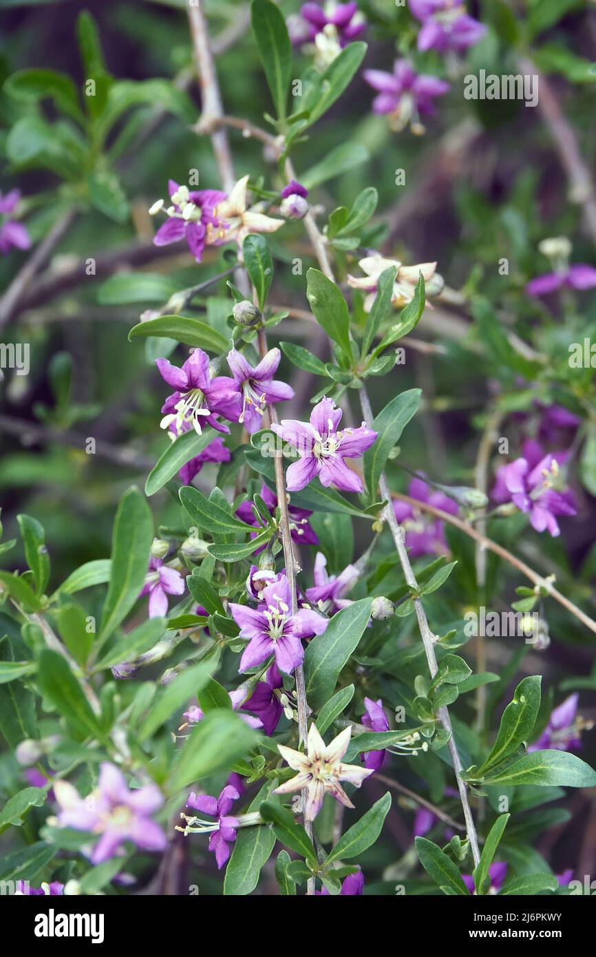 Chinesische Wolfbeere, Himalaya-Goji, Gemeiner Bocksdorn, gewöhnlicher Bocksdorn, Lycium barbarbarum, Ördögcérna, Ungarn, Europa Stockfoto