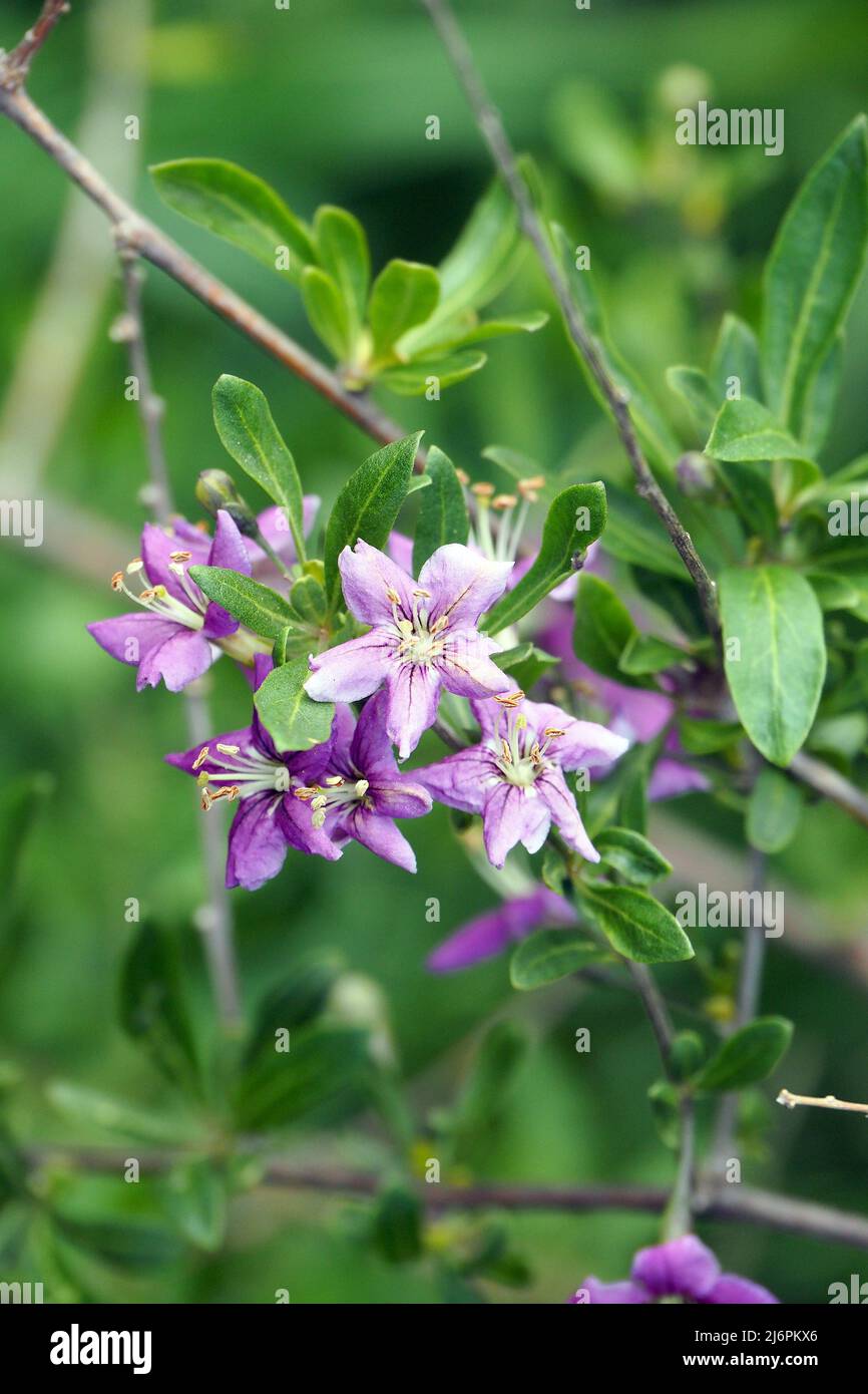 Chinesische Wolfbeere, Himalaya-Goji, Gemeiner Bocksdorn, gewöhnlicher Bocksdorn, Lycium barbarbarum, Ördögcérna, Ungarn, Europa Stockfoto