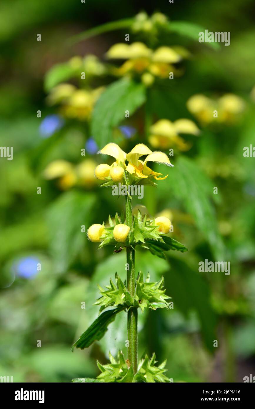 Gelber Erzengel, Artillerieranlage, Aluminiumanlage, Gelbe Wieselschnauze, Gewöhnliche Goldnessel, Lamium galeobdolon, erdei sárgaárvacsalán, Ungarn Stockfoto