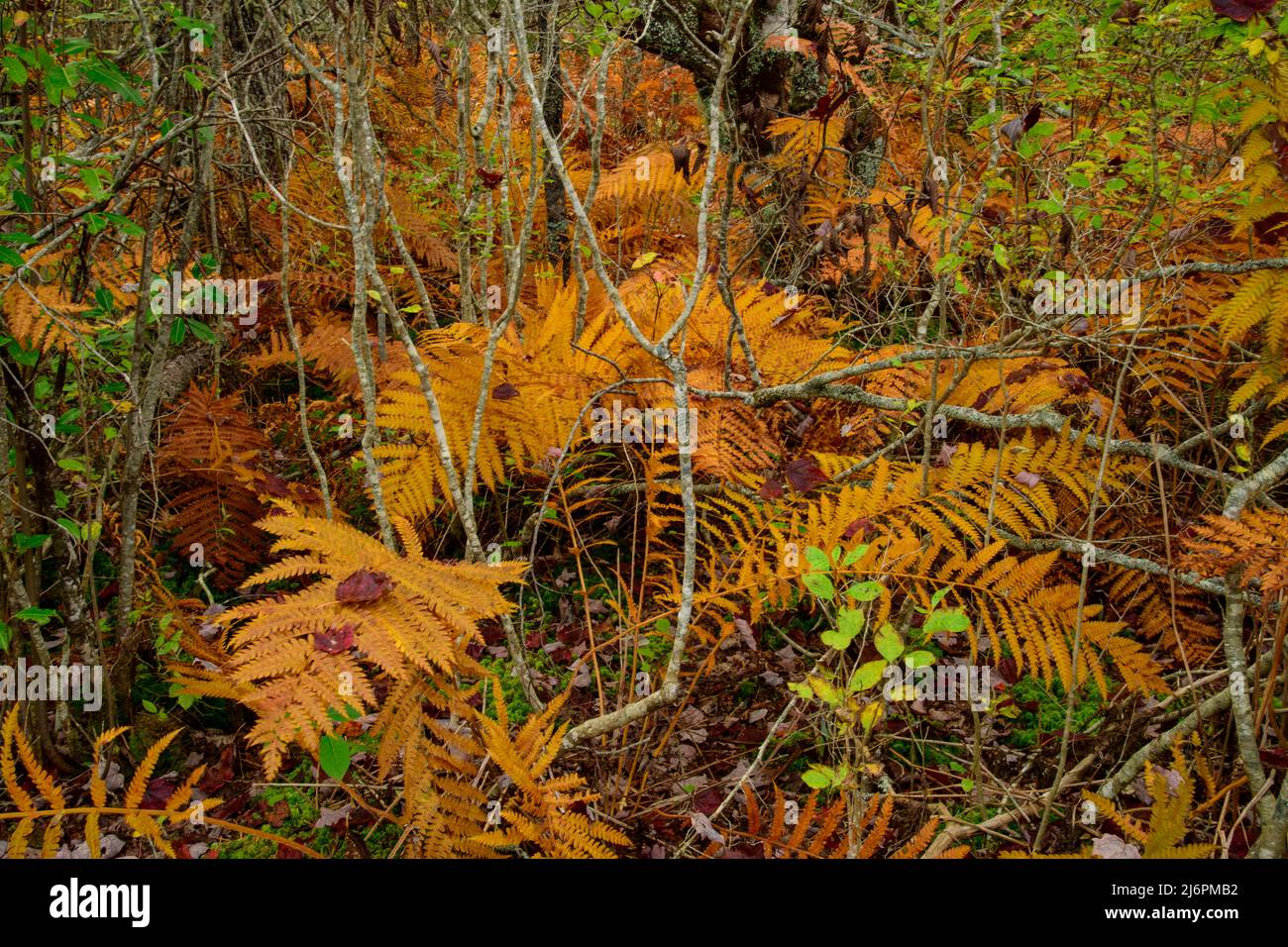 Kanada, Maritimes, Nova Scotia, Digby County, Long Island, Digby Neck, Bay of Fundy, Wälder Stockfoto