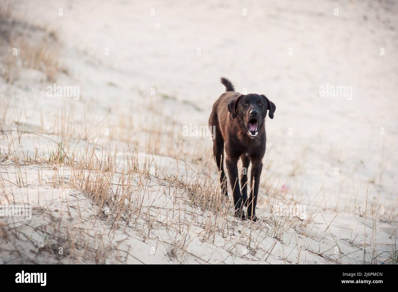Ein Hund, der auf dem weißen Sand bellt Stockfoto