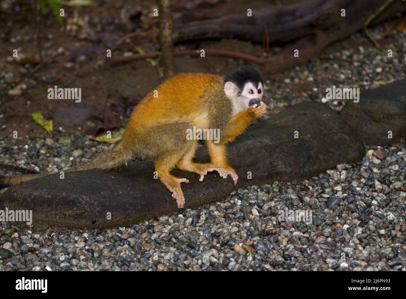 Gemeinsamen Totenkopfaffen Stockfoto